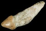 Rooted Fossil Sea Lion (Allodesmus) Tooth - Bakersfield, CA #175178-1